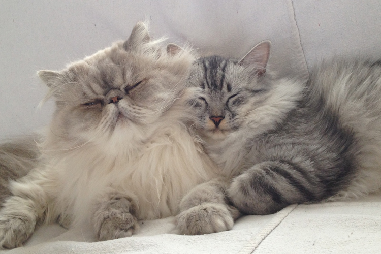 Cats Sleeping Photos