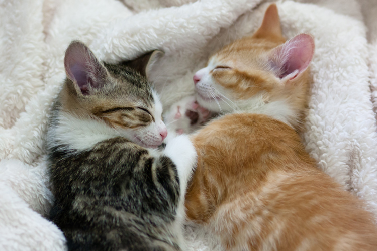 The Cutest Photos of Sleeping Cats