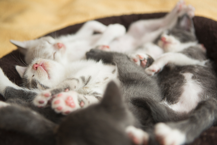 Cats Sleeping Together