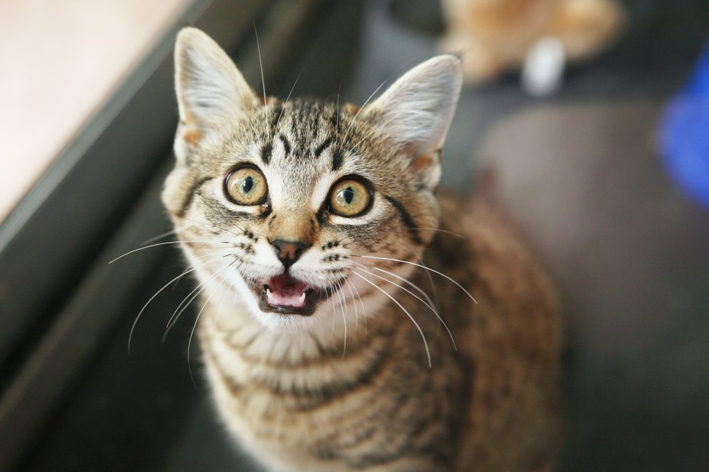 Do Cats Know Their Names