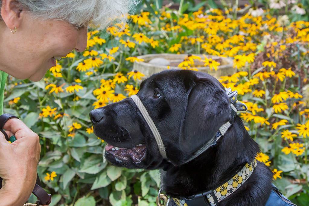 Do Guide Dogs Know Their Owners Are Blind