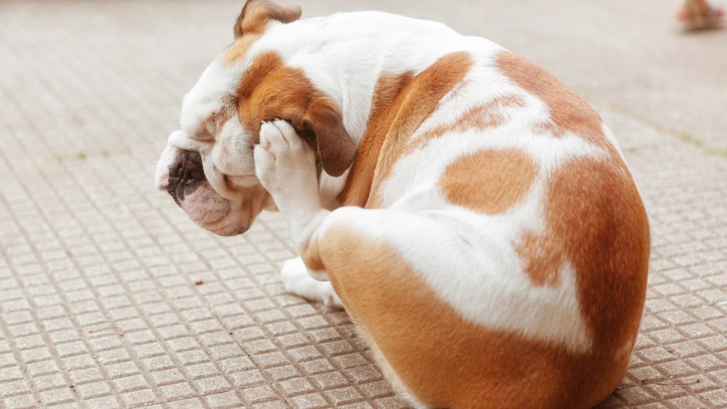 White and brown dog itching his ear