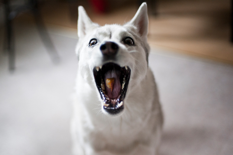 Dog Catching Food In Mouth