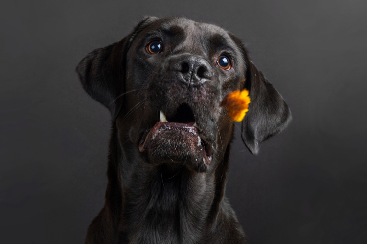 Dog Catching Treat In Air