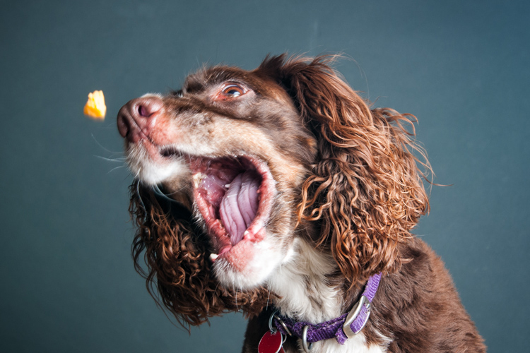 Dog Catching Treat Midair