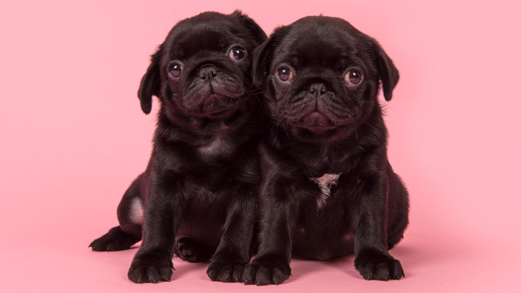 Two small black puppies