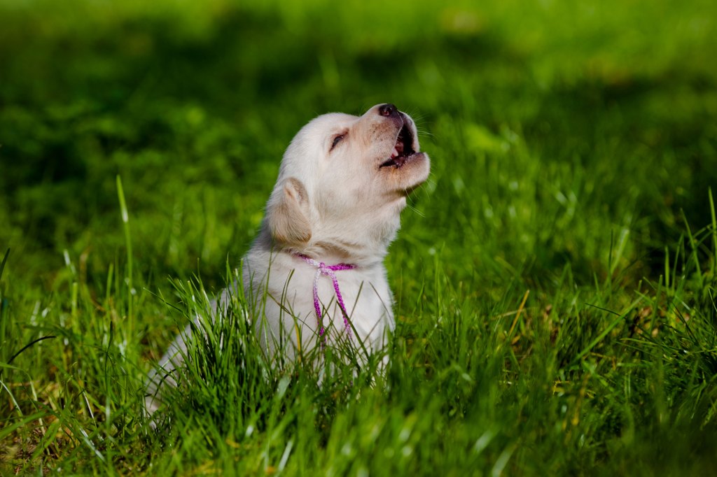 Dog Sounds Sounds Dogs Make