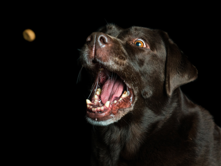dogs-catching-treats.jpg