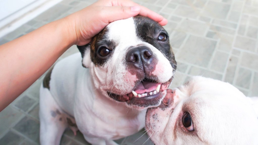 One dog jealous of another