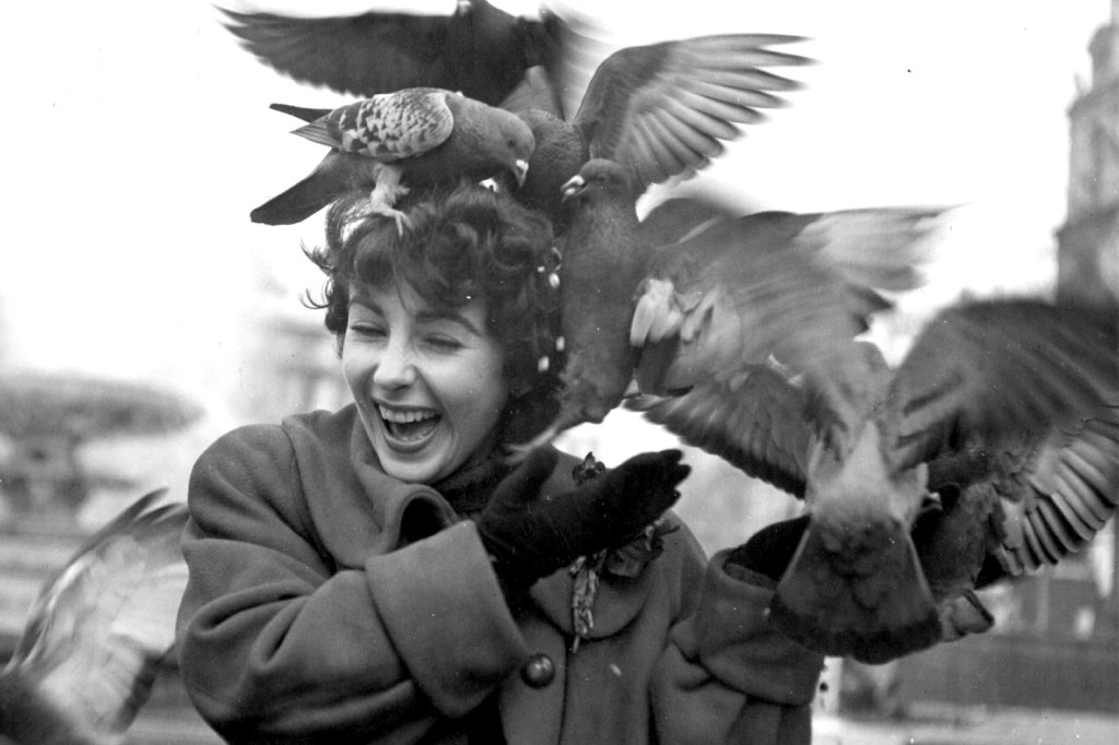 Elizabeth Taylor Pigeons