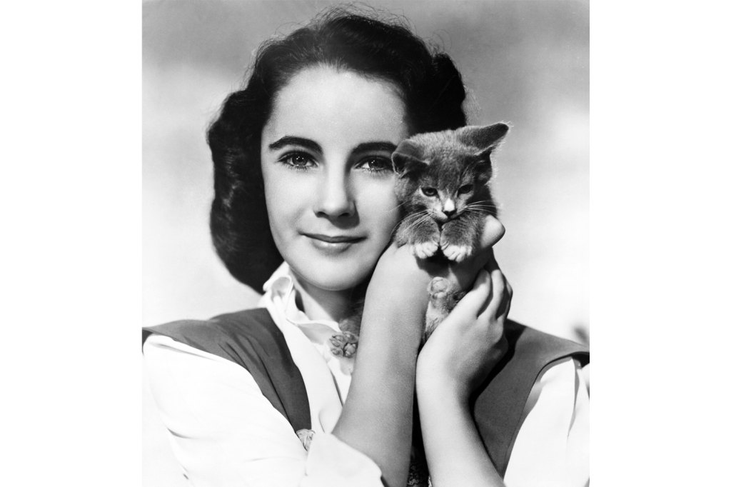 Elizabeth Taylor Young Cat