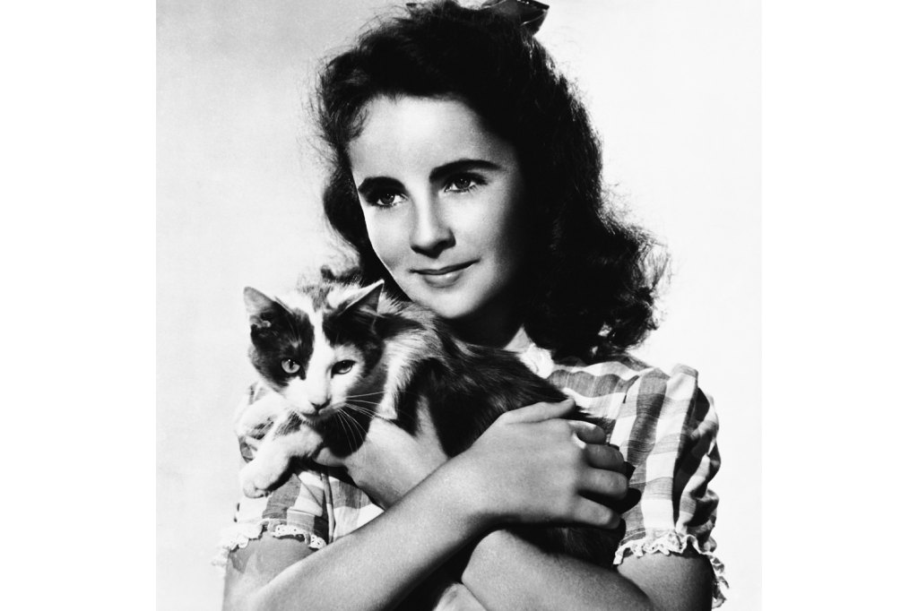 Elizabeth Taylor Young Kitten