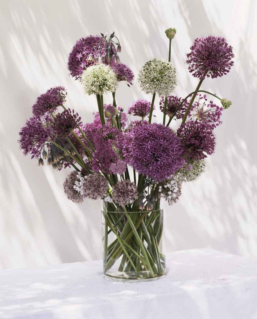 Purple Alliums