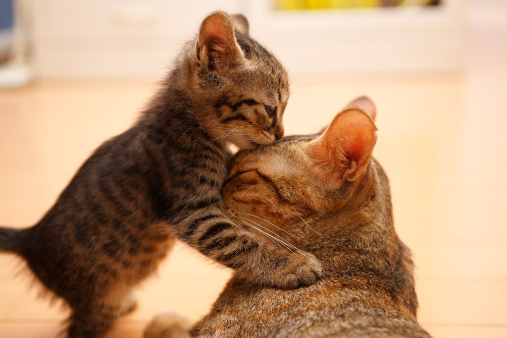 How Do Cats Show Affection