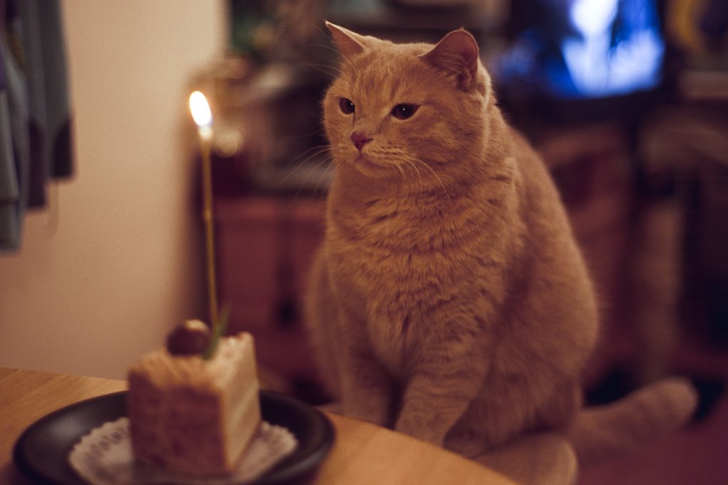 How Old Is My Cat In Human Years