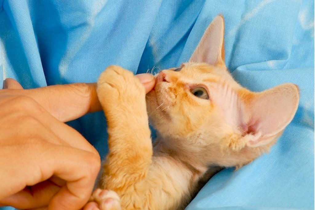 Hypoallergenic Cats