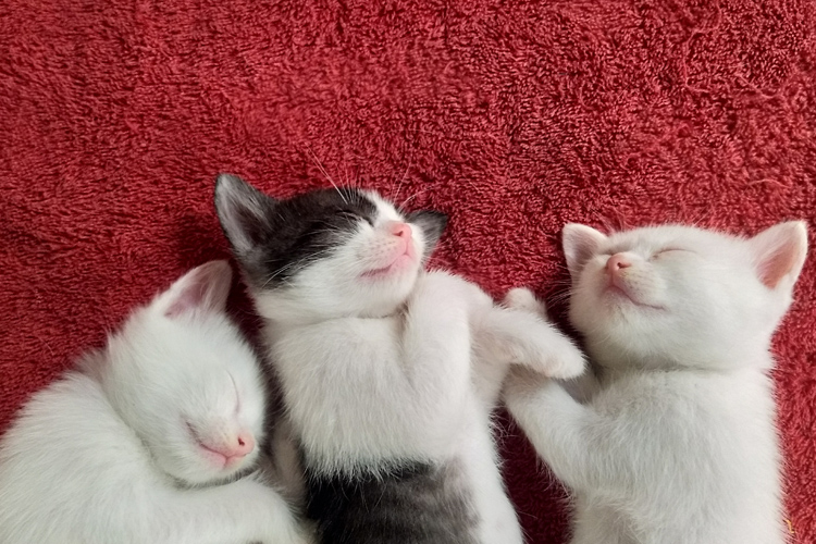 Kittens Sleeping