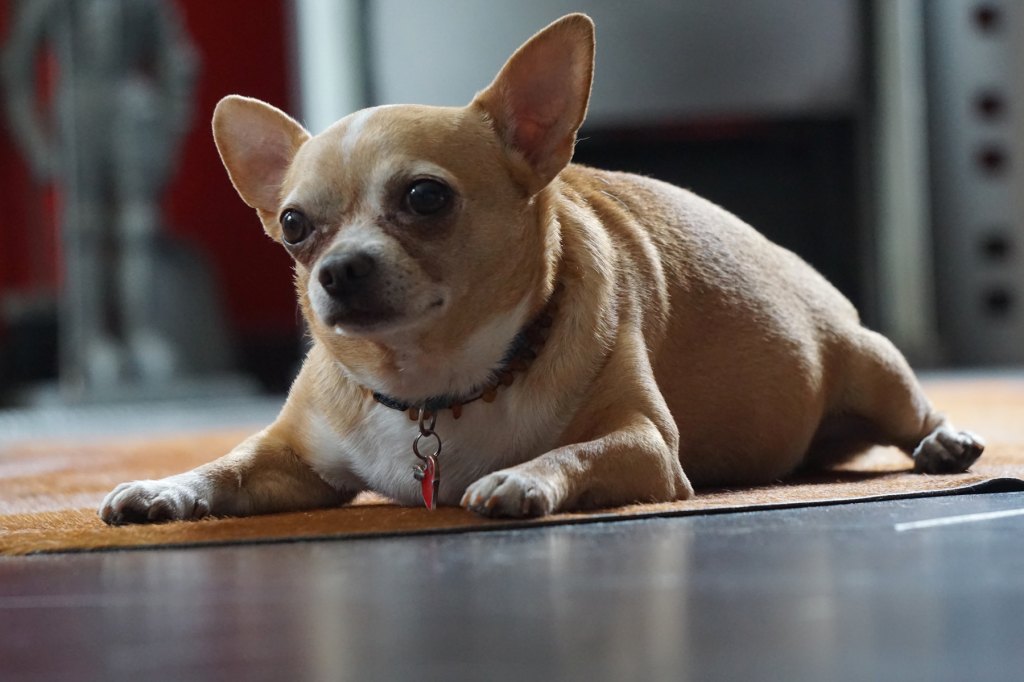 Overweight Dogs Life Expectancy