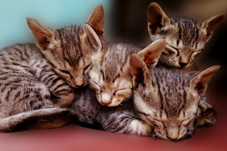 Pictures Of Sleeping Cats