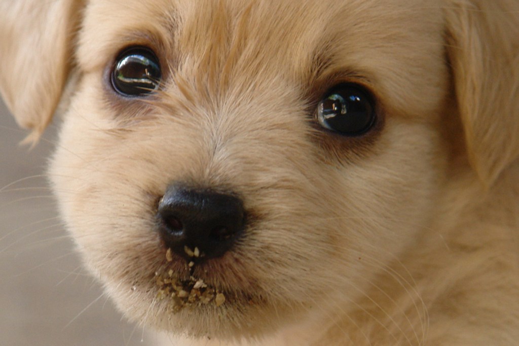 12 Weird Dog Behaviors Explained Woman s World