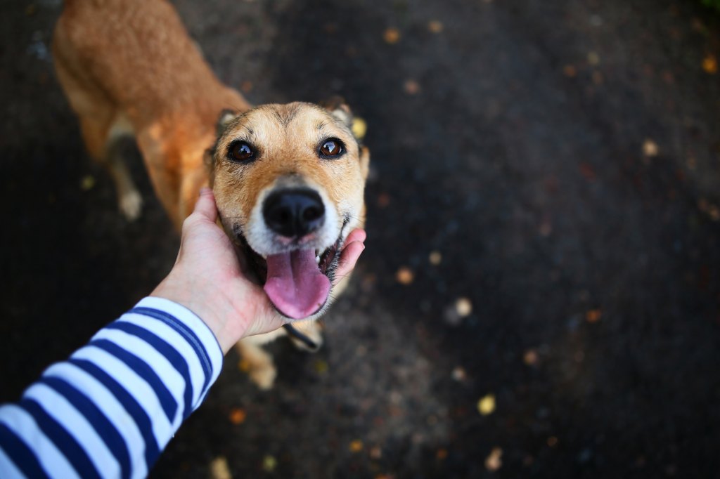 Should You Pet Dog Before Leaving