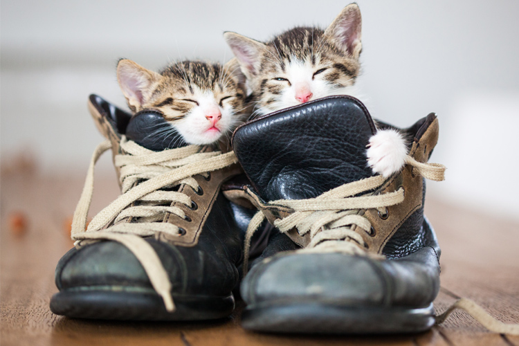 Sleeping Cats Pictures