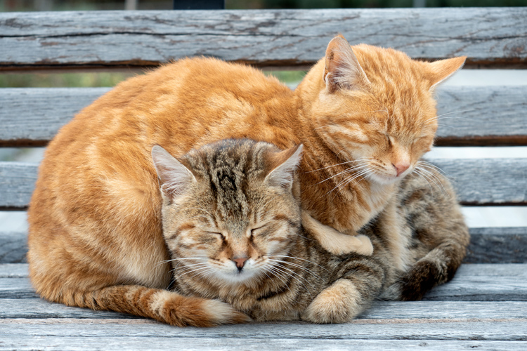 Sleeping Cute Cats