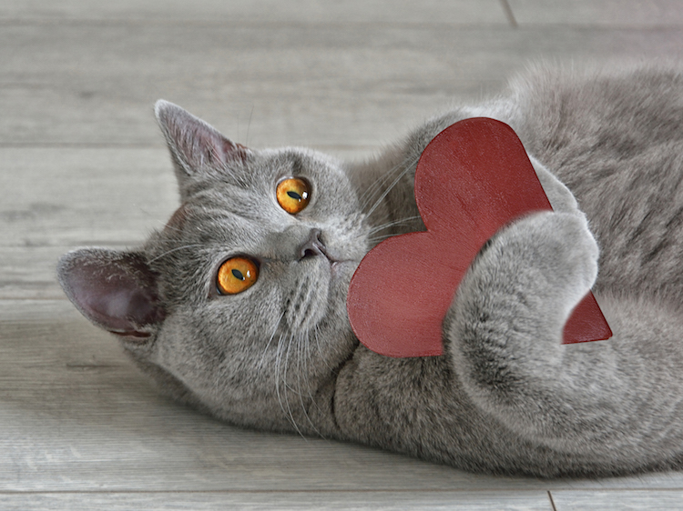 valentines-day-cats.jpg