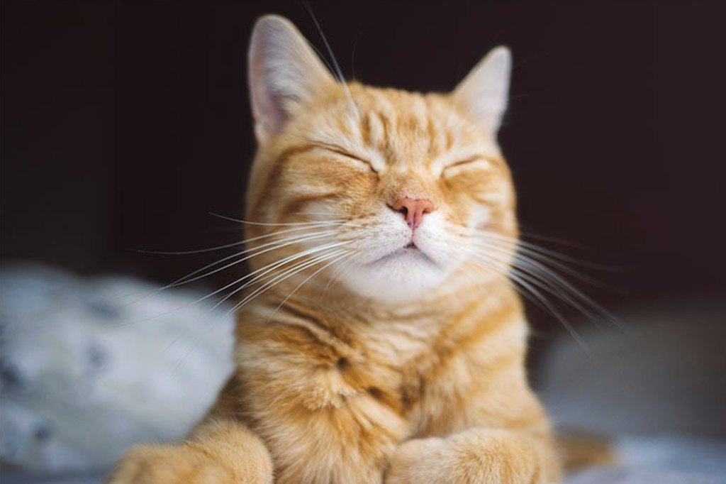 What Are Cat Whiskers For