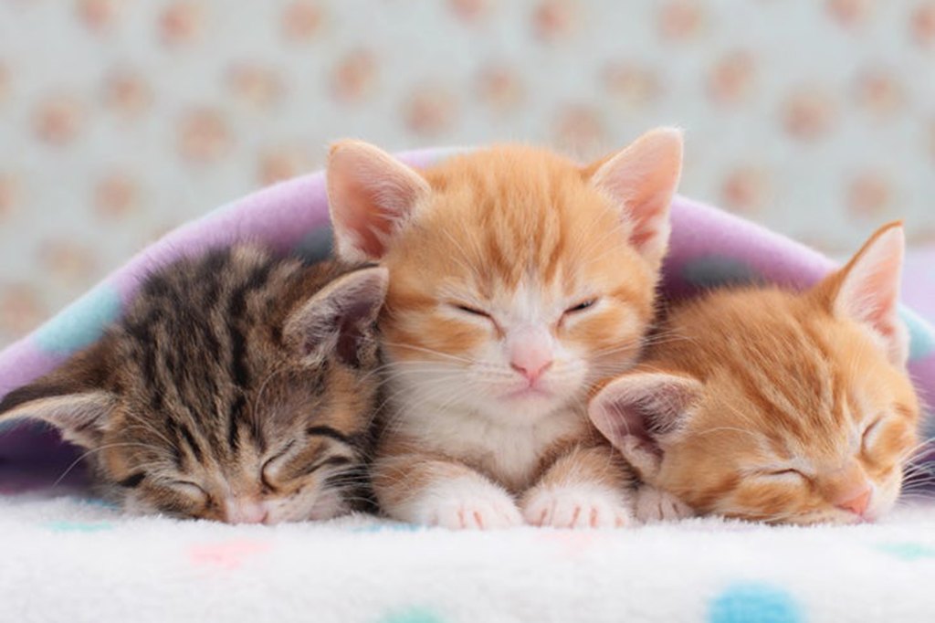 What Do Cats Dream About