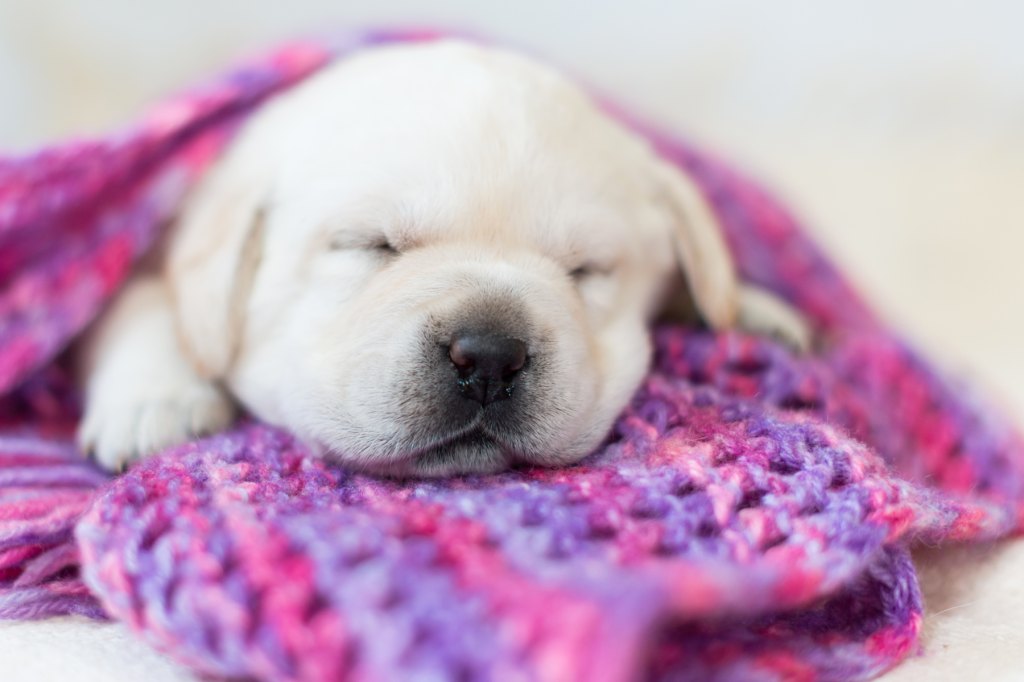 What Do Dogs Dream About