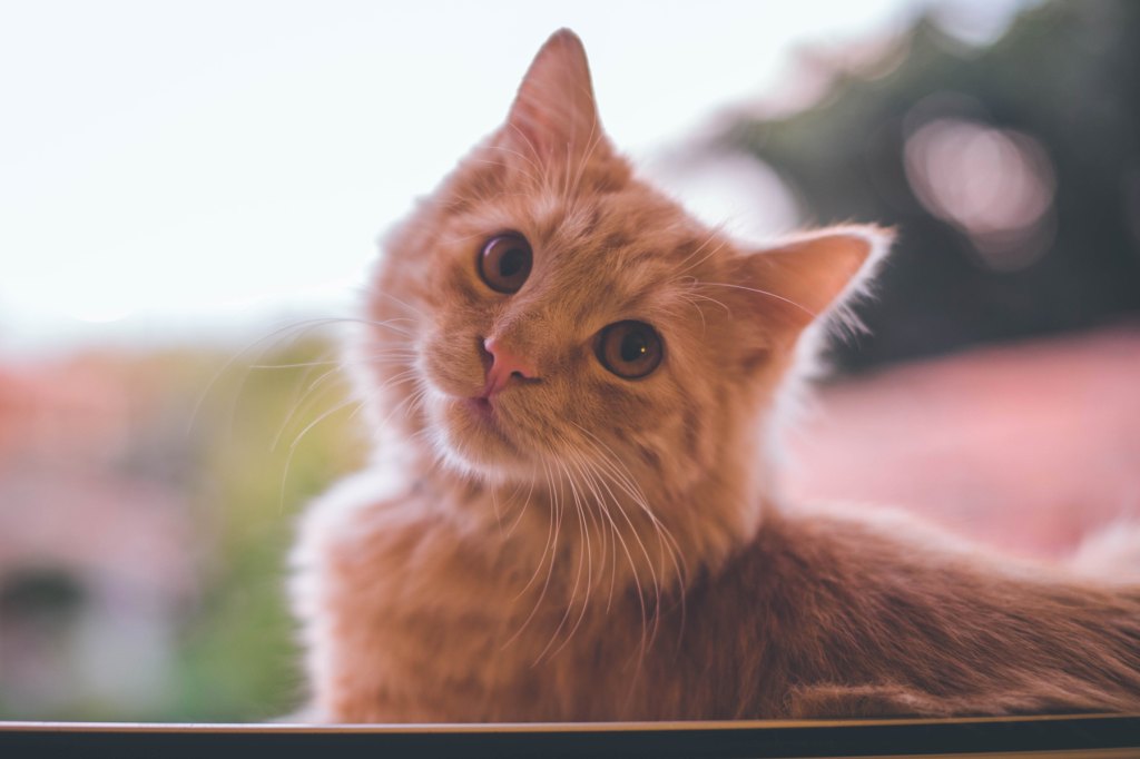 What Does My Cat Think Of Me