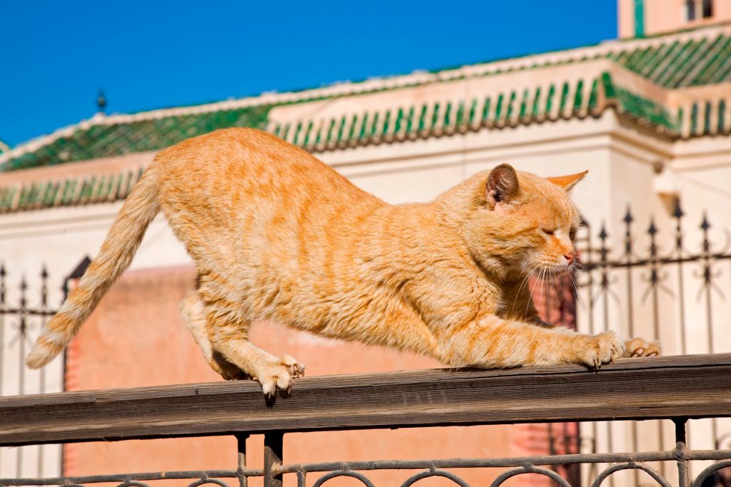 Why Cat Lifts Butt When Scratched