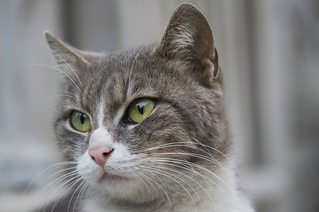 Why Cats Have Slits In Ears