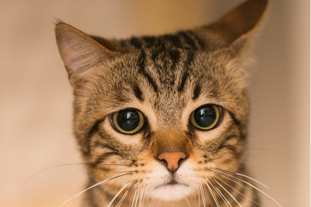 Why Do Cats Act Sick