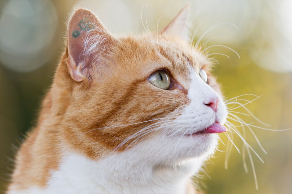 Why Do Cats Blep