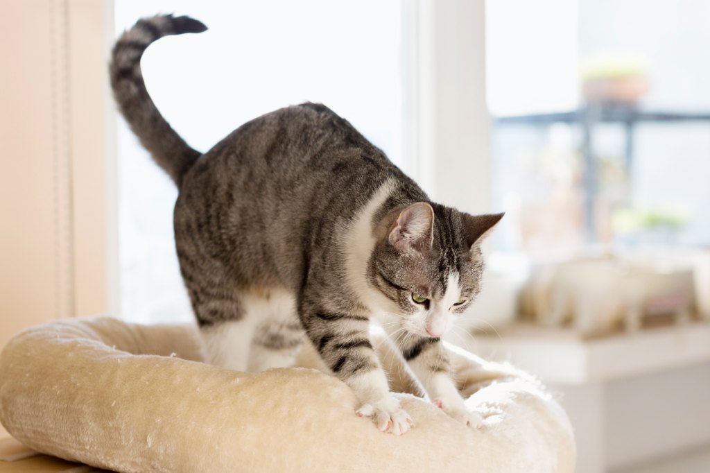 Why Do Cats Knead