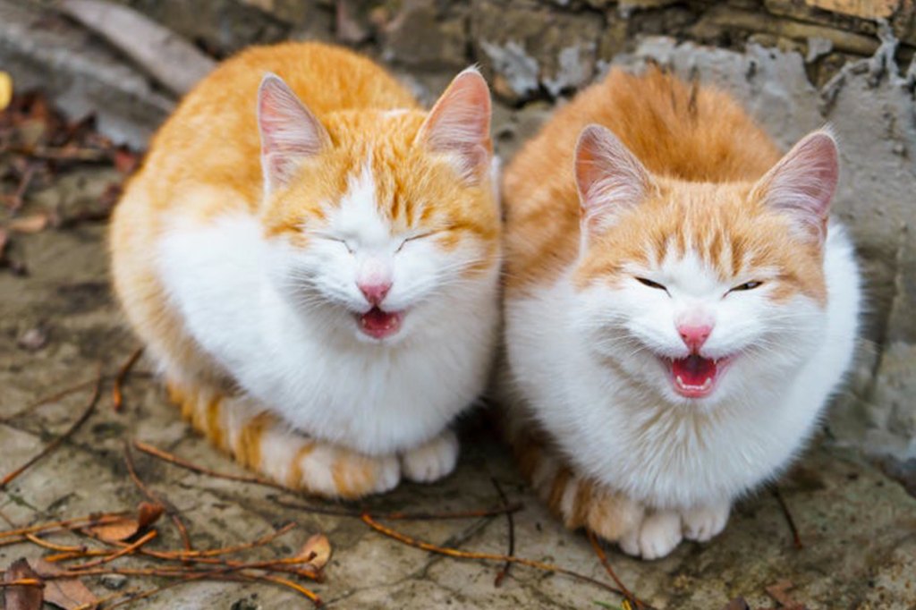 Why Do Cats Meow