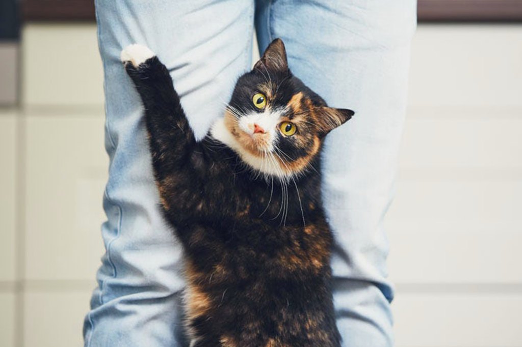 Why Do Cats Rub On You