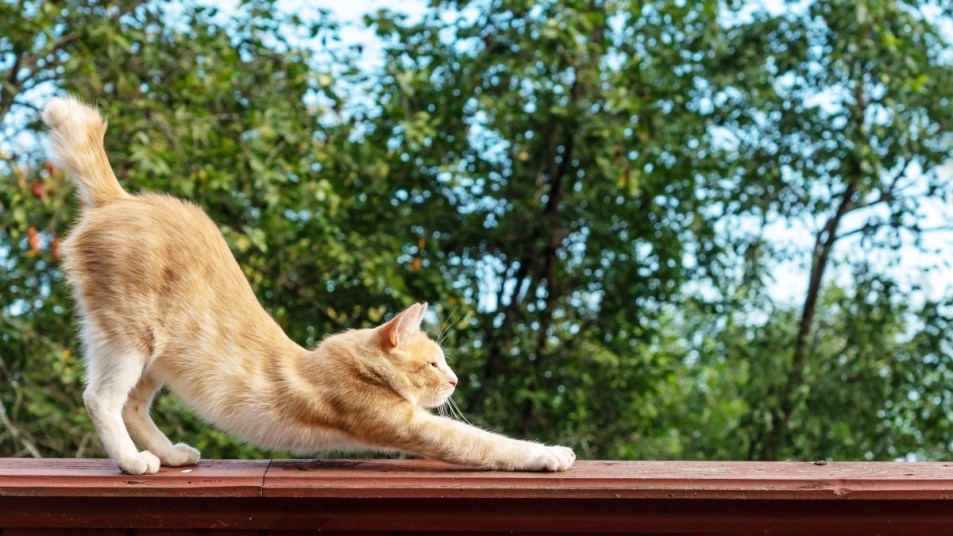 orange cat lifting its butt in a stretch outside