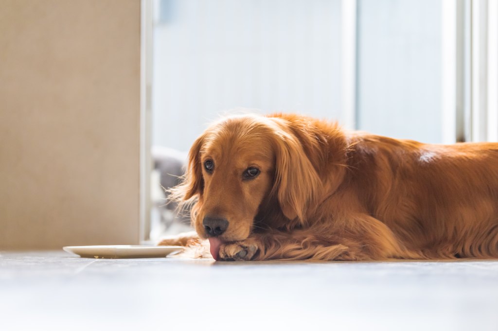 Golden retriever licking paws