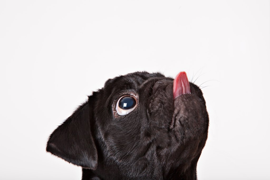 pug licking the air