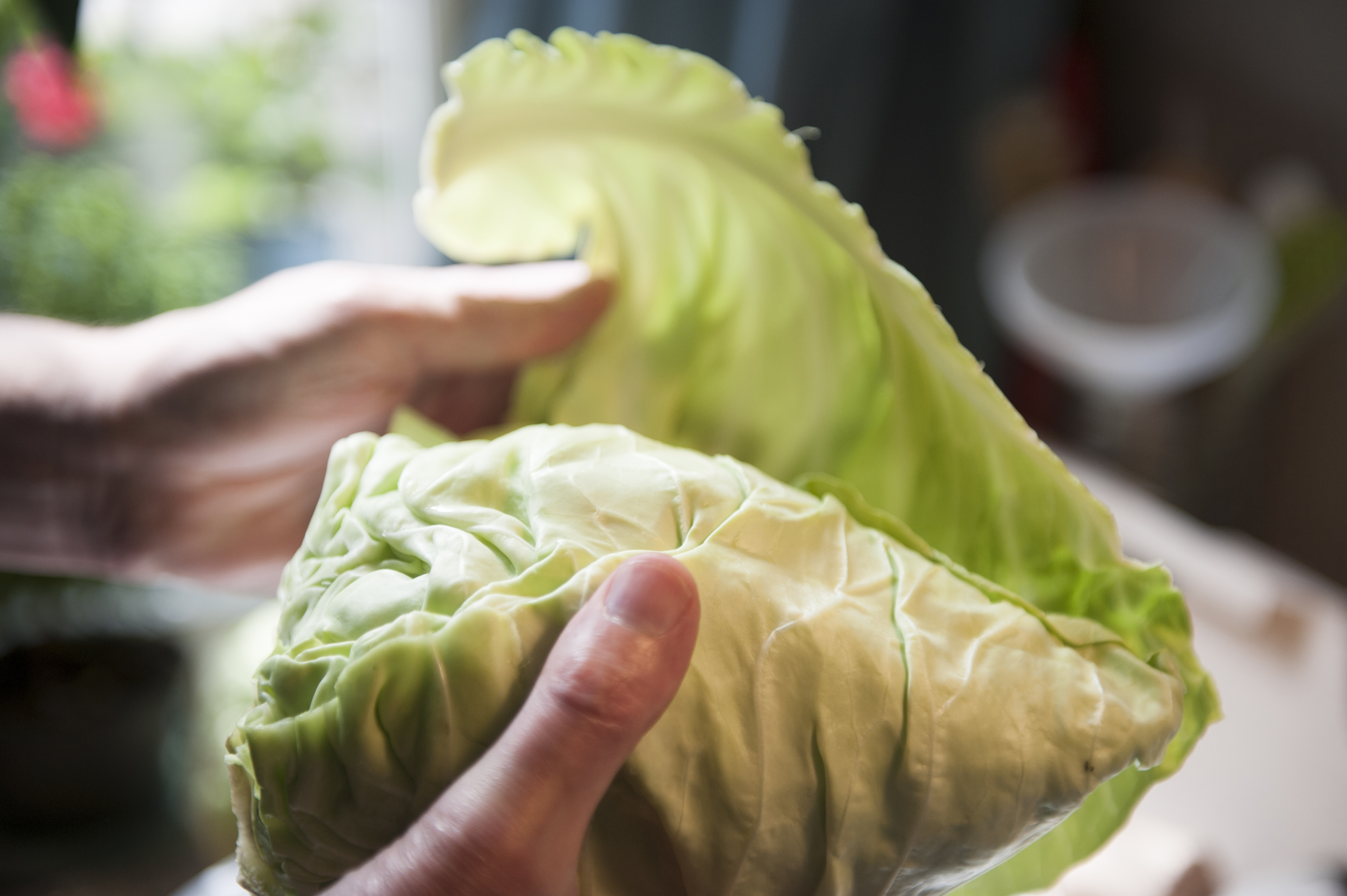 Cabbage Leaves for Inflammation: A Natural Remedy for Joint Pain