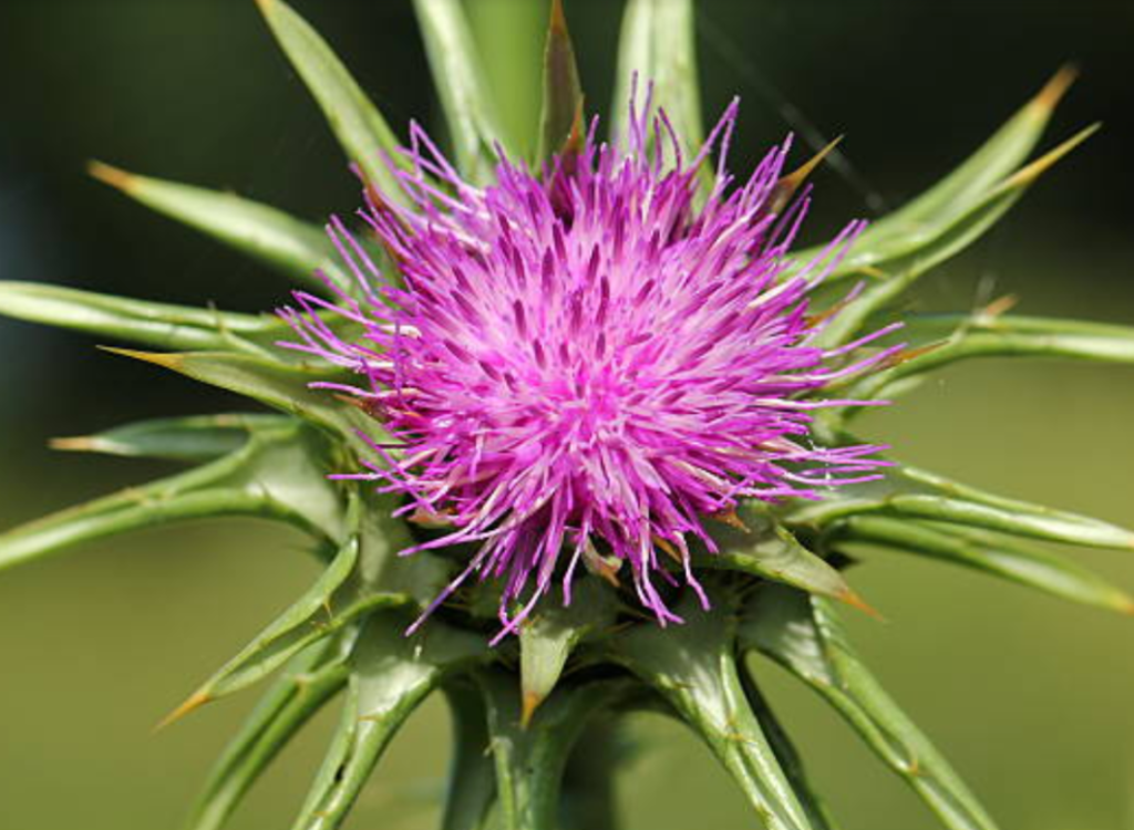 can milk thistle help with allergies