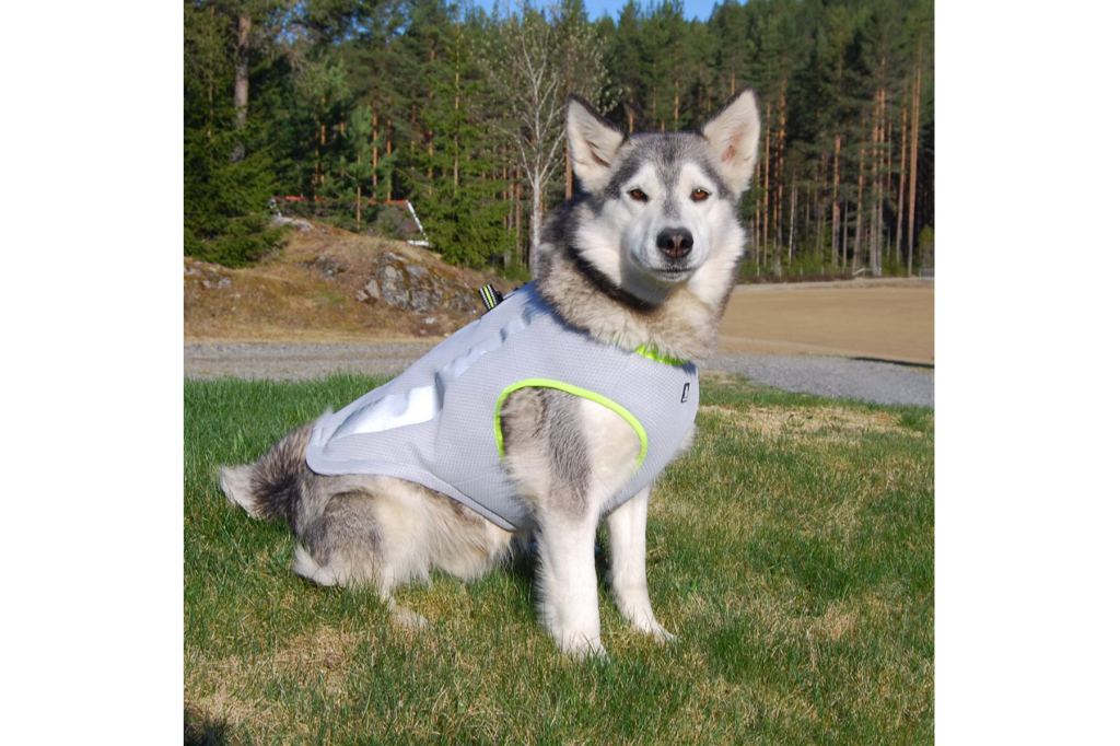 Dog Cooling Vest