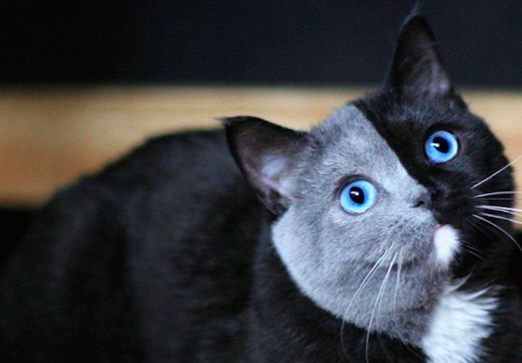Photos of Two  Faced  Cats  That Make Us Do a Double Take