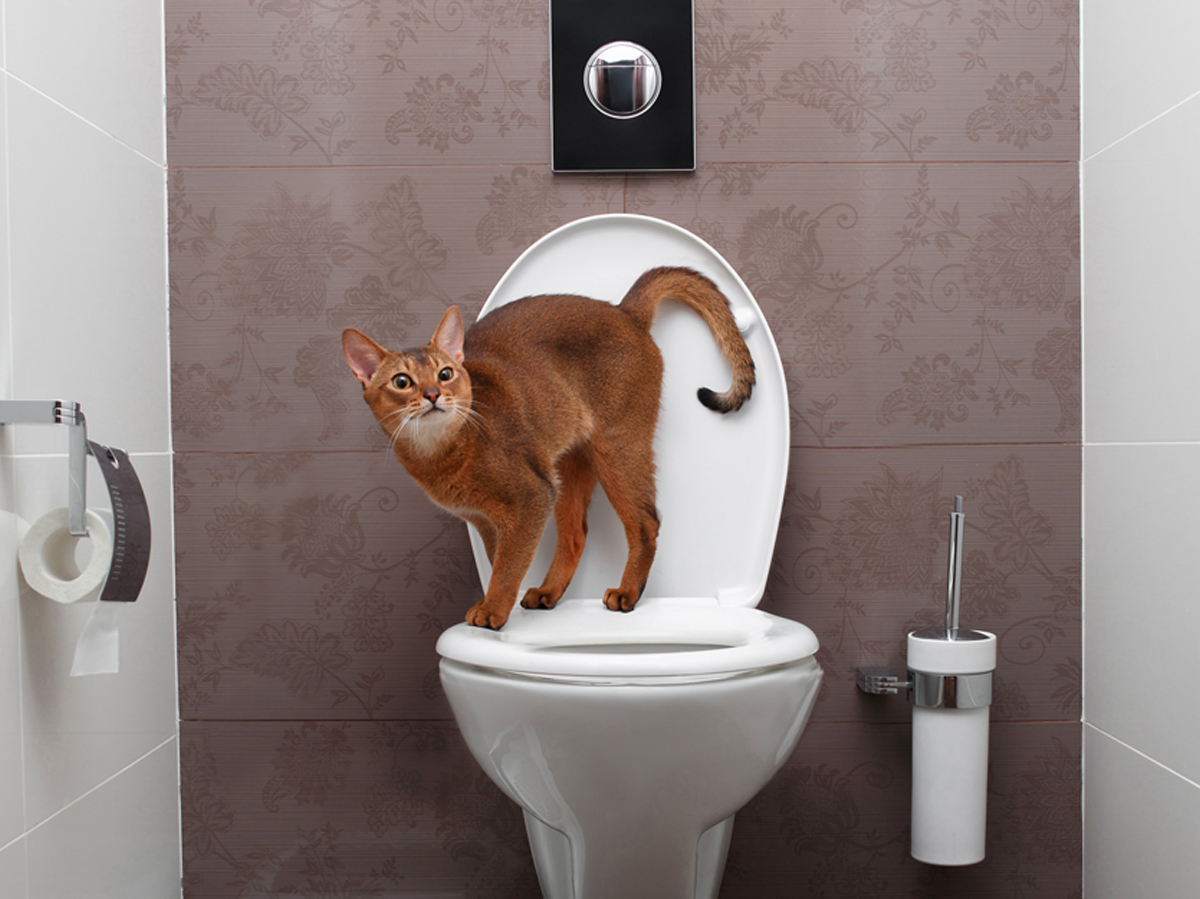 Why Do Cats Follow You Into the Bathroom?