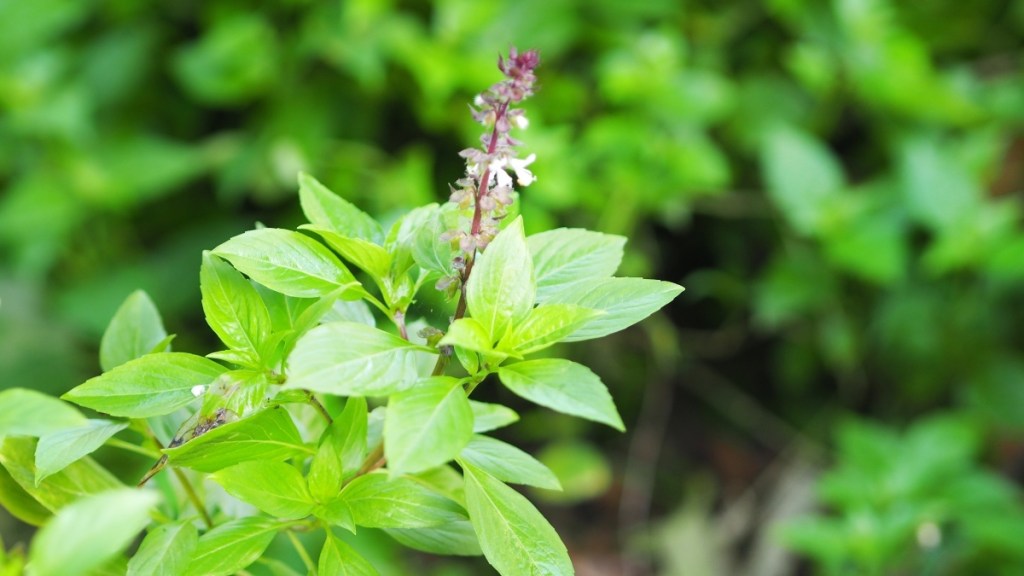 Holy basil plant, which can be used for anxiety