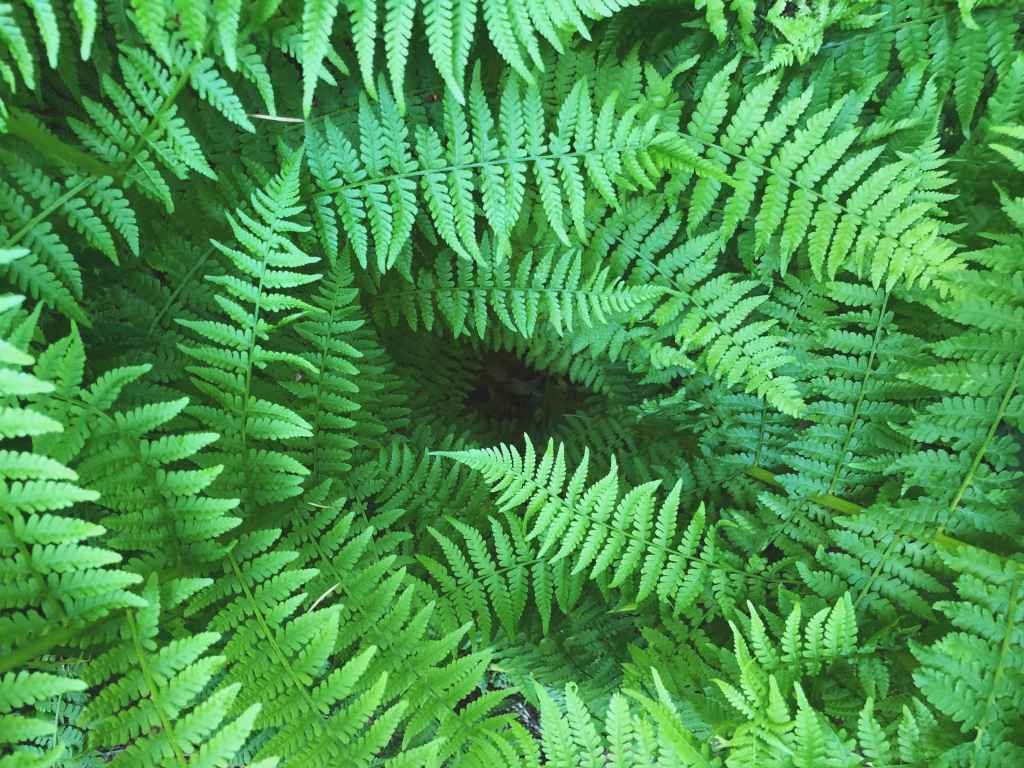 Fern Extract