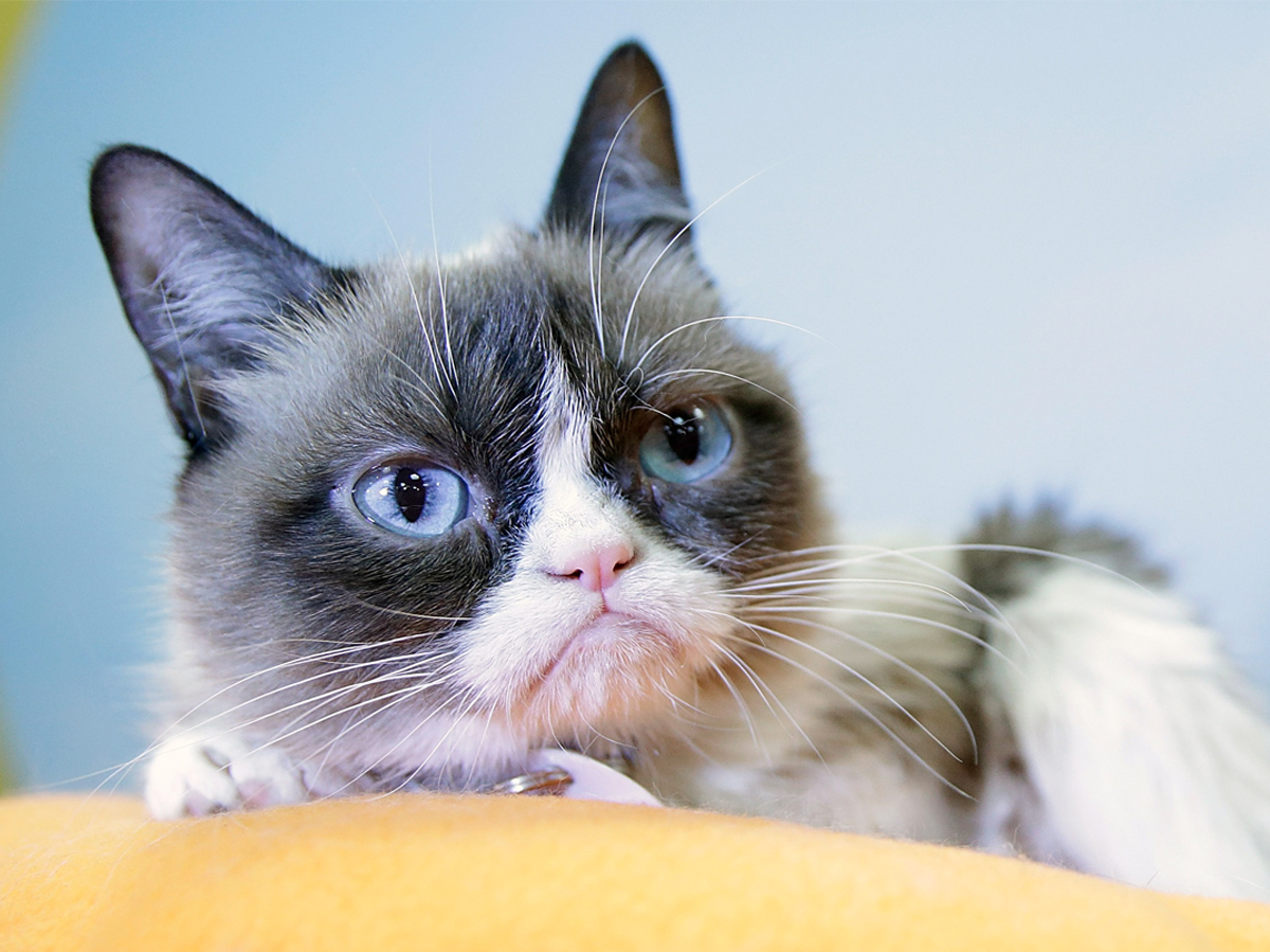 Sad News: Grumpy Cat Dead at Age 7